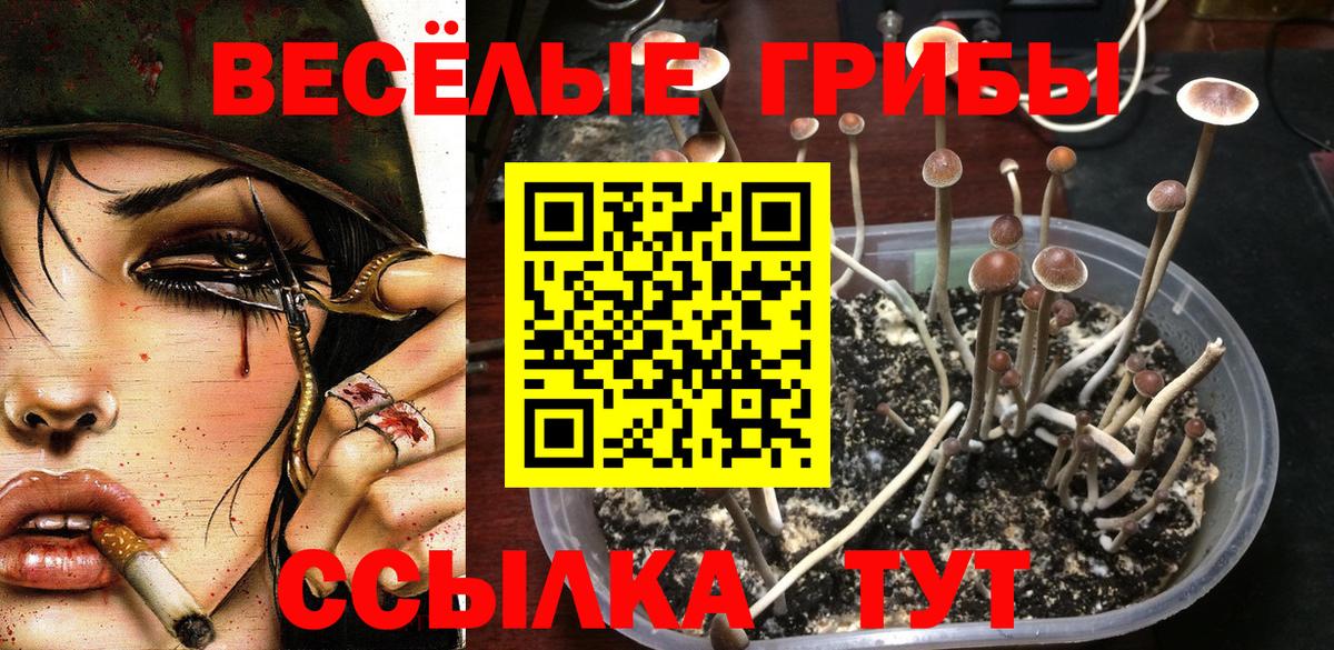 Псилоцибиновые грибы Psilocybe  Вход с VPN  Бахчисарай 